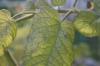 <img100*0:stuff/z/73640/tomato%2520plant%2520ref.1/i1279653037_13.jpg>