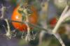 <img100*0:stuff/z/73640/tomato%2520plant%2520ref.1/i1279653037_14.jpg>