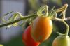 <img100*0:stuff/z/73640/tomato%2520plant%2520ref.1/i1279653037_15.jpg>