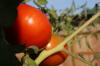 <img100*0:stuff/z/73640/tomato%2520plant%2520ref.1/i1279653037_16.jpg>
