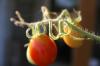 <img100*0:stuff/z/73640/tomato%2520plant%2520ref.1/i1279653037_17.jpg>