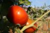 <img100*0:stuff/z/73640/tomato%2520plant%2520ref.1/i1279653037_18.jpg>