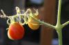 <img100*0:stuff/z/73640/tomato%2520plant%2520ref.1/i1279653037_19.jpg>