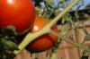 <img100*0:stuff/z/73640/tomato%2520plant%2520ref.1/i1279653037_20.jpg>