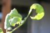 <img100*0:stuff/z/73640/tomato%2520plant%2520ref.1/i1279653037_21.jpg>