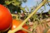 <img100*0:stuff/z/73640/tomato%2520plant%2520ref.1/i1279653037_22.jpg>