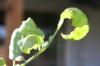 <img100*0:stuff/z/73640/tomato%2520plant%2520ref.1/i1279653037_23.jpg>