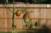 <img100*0:stuff/z/73640/tomato%2520plant%2520ref.1/i1279653037_24.jpg>