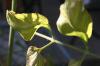 <img100*0:stuff/z/73640/tomato%2520plant%2520ref.1/i1279653037_25.jpg>
