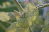 <img100*0:stuff/z/73640/tomato%2520plant%2520ref.1/i1279660230_1.jpg>