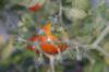 <img100*0:stuff/z/73640/tomato%2520plant%2520ref.1/i1279660231_2.jpg>