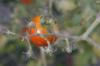 <img100*0:stuff/z/73640/tomato%2520plant%2520ref.1/i1279660231_3.jpg>