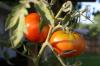 <img100*0:stuff/z/73640/tomato%2520plant%2520ref.1/i1279660231_4.jpg>
