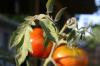 <img100*0:stuff/z/73640/tomato%2520plant%2520ref.1/i1279660231_5.jpg>