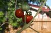 <img100*0:stuff/z/73640/tomato%2520plant%2520ref.1/i1279660231_6.jpg>