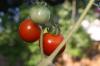 <img100*0:stuff/z/73640/tomato%2520plant%2520ref.1/i1279660231_7.jpg>