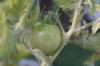 <img100*0:stuff/z/73640/tomato%2520plant%2520ref.1/i1279660232_8.jpg>