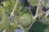 <img100*0:stuff/z/73640/tomato%2520plant%2520ref.1/i1279660232_9.jpg>