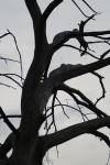 <img100*0:stuff/z/73640/tree%2520reference.1/i1262748137_1.jpg>
