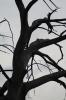 Tree Reference.1