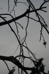 <img100*0:stuff/z/73640/tree%2520reference.1/i1262748137_10.jpg>