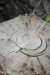 <img100*0:stuff/z/73640/tree%2520reference.1/i1262748137_11.jpg>