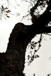 <img100*0:stuff/z/73640/tree%2520reference.1/i1262748137_12.jpg>