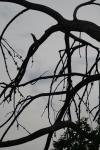 <img100*0:stuff/z/73640/tree%2520reference.1/i1262748137_14.jpg>