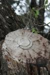 <img100*0:stuff/z/73640/tree%2520reference.1/i1262748137_15.jpg>