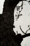 <img100*0:stuff/z/73640/tree%2520reference.1/i1262748137_16.jpg>
