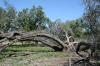 <img100*0:stuff/z/73640/tree%2520reference.1/i1262748137_17.jpg>