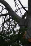 <img100*0:stuff/z/73640/tree%2520reference.1/i1262748137_18.jpg>