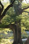 <img100*0:stuff/z/73640/tree%2520reference.1/i1262748137_19.jpg>