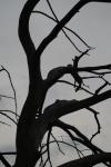 <img100*0:stuff/z/73640/tree%2520reference.1/i1262748137_2.jpg>