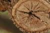 <img100*0:stuff/z/73640/tree%2520reference.1/i1262748137_20.jpg>