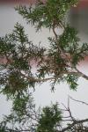 <img100*0:stuff/z/73640/tree%2520reference.1/i1262748137_21.jpg>