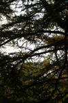 <img100*0:stuff/z/73640/tree%2520reference.1/i1262748137_22.jpg>