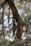 <img100*0:stuff/z/73640/tree%2520reference.1/i1262748137_3.jpg>