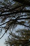 <img100*0:stuff/z/73640/tree%2520reference.1/i1262748137_4.jpg>