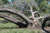 <img100*0:stuff/z/73640/tree%2520reference.1/i1262748137_5.jpg>