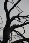 <img100*0:stuff/z/73640/tree%2520reference.1/i1262748137_6.jpg>