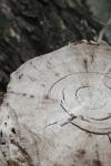 <img100*0:stuff/z/73640/tree%2520reference.1/i1262748137_7.jpg>