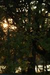 <img100*0:stuff/z/73640/tree%2520reference.1/i1262748137_8.jpg>