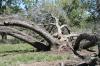 <img100*0:stuff/z/73640/tree%2520reference.1/i1262748137_9.jpg>