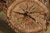 <img100*0:stuff/z/73640/tree%2520reference.1/i1262748138_23.jpg>