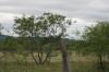 <img100*0:stuff/z/73640/tree%2520reference.1/i1262748138_24.jpg>