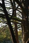 <img100*0:stuff/z/73640/tree%2520reference.1/i1262748138_25.jpg>
