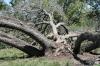 <img100*0:stuff/z/73640/tree%2520reference.1/i1262748138_26.jpg>