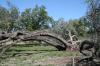<img100*0:stuff/z/73640/tree%2520reference.1/i1262750819_1.jpg>