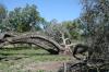 <img100*0:stuff/z/73640/tree%2520reference.1/i1262750819_2.jpg>